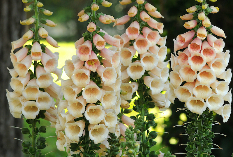 dalmatian-peach-foxglove-in-bloom.jpg