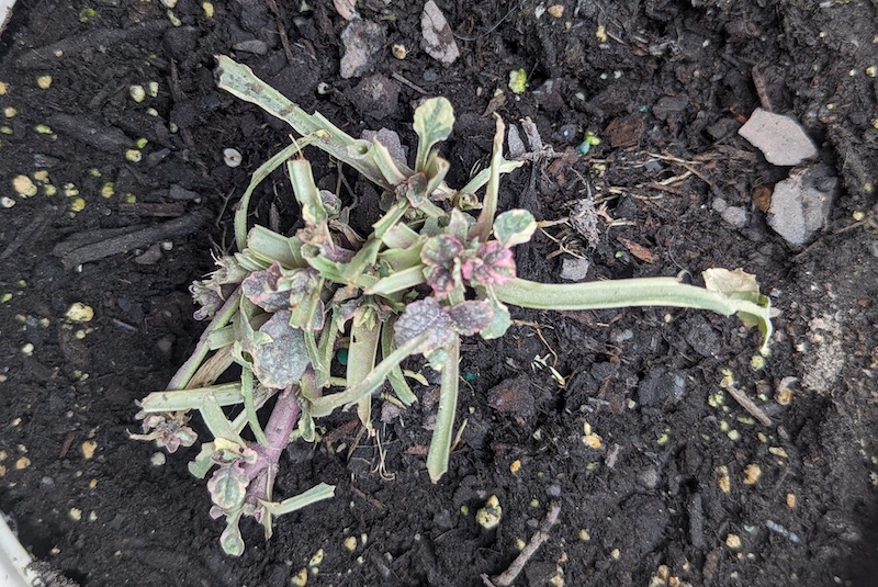 damaged-growth-of-ajuga.jpg