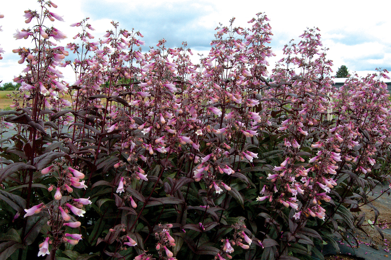 dark-towers-beardtongue-in-full-bloom.jpg