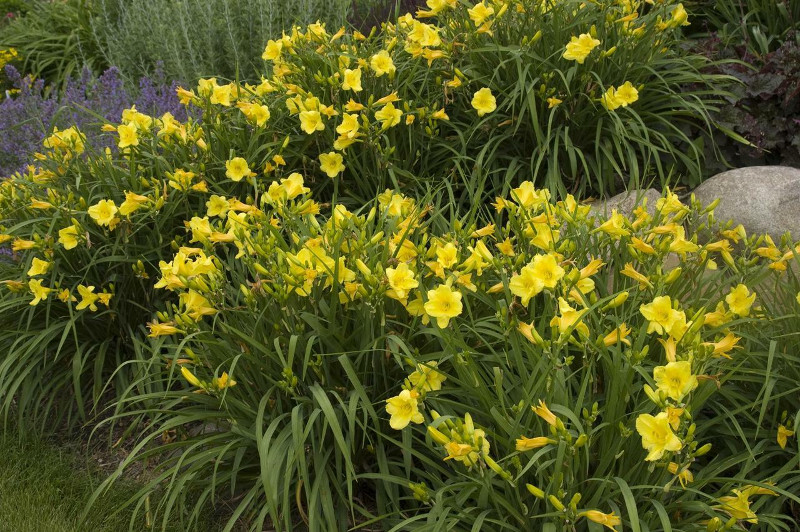 daylilies-mass-planted.jpg