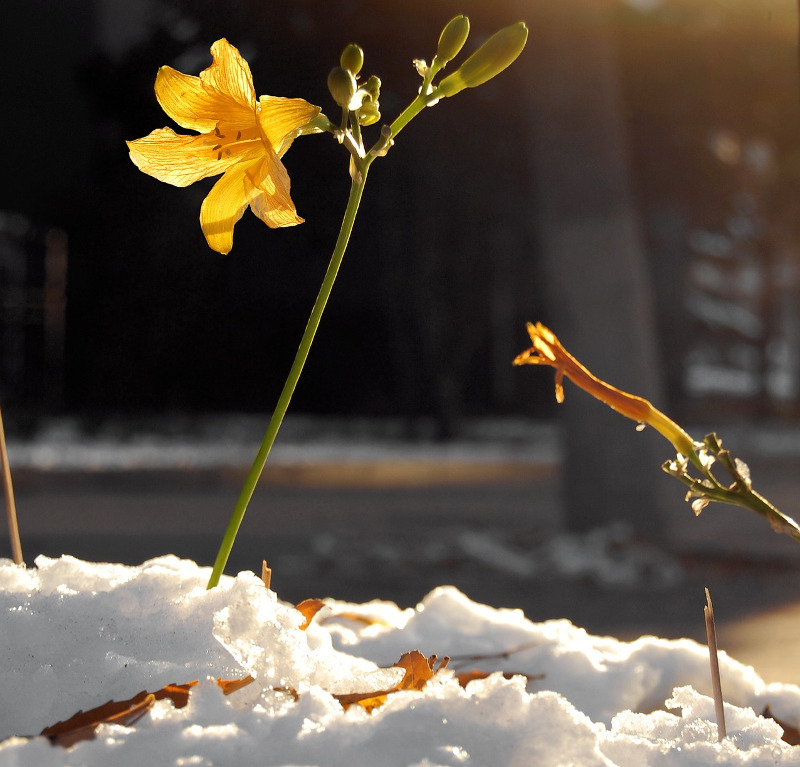 daylily-blooming-in-the-snow.jpg