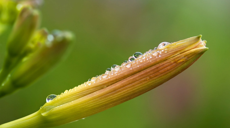 daylily-flower-bud-with-morning-dew-moisture.jpg