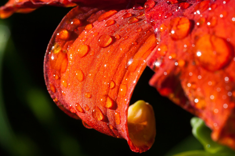 daylily-flower-petal-with-rainwater.jpg