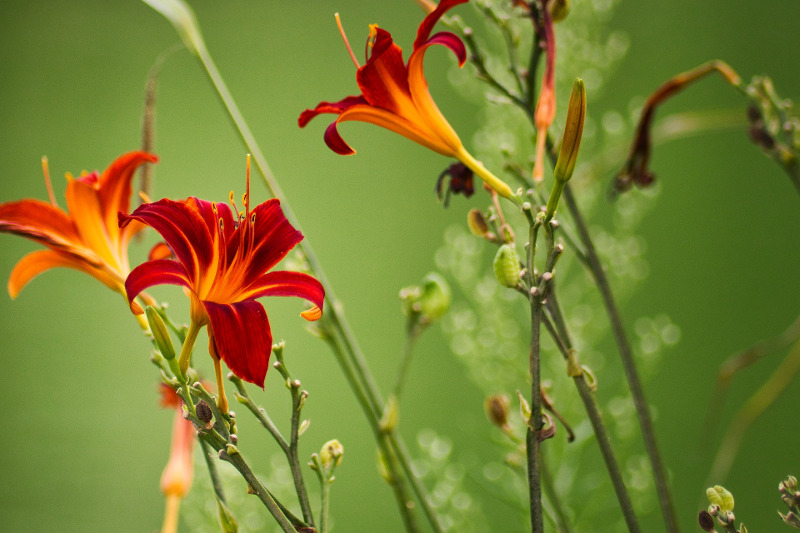 daylily-plants-that-need-deadheaded.jpg