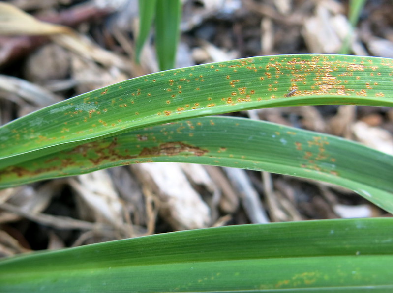 daylily-rust-caused-by-puccinia-hemerocallidis.jpg