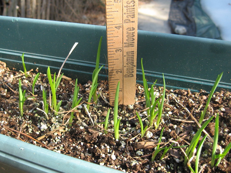 daylily-seedlings-overwintered-in-unheated-mudroom-window.jpg