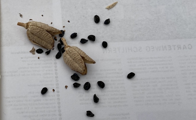 daylily-seeds-and-seed-pods.jpg