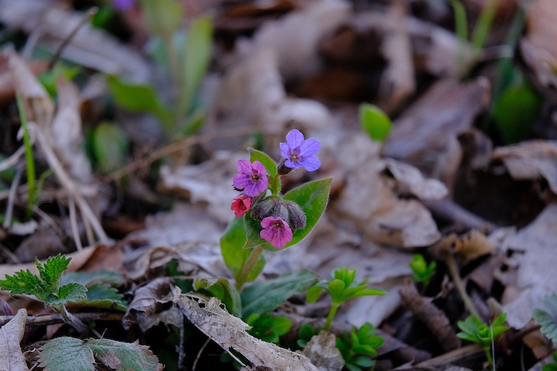 dead-leaves-covering-emerging-lungwort-bloom.jpg