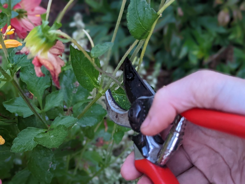 deadheading-dahlia-plant.jpg