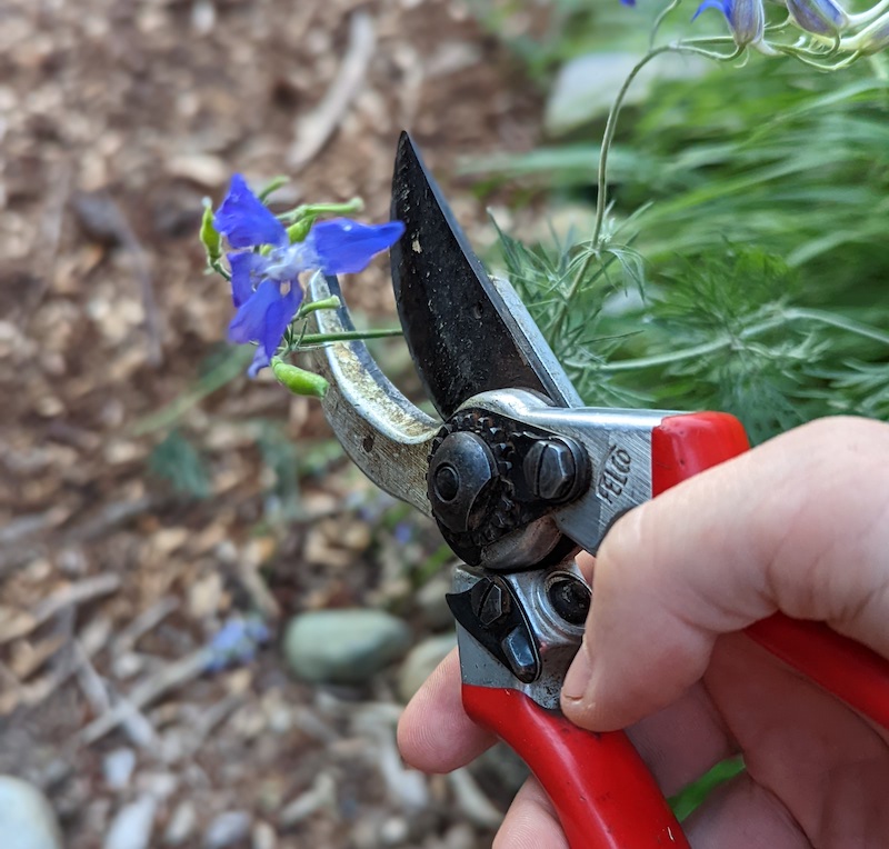 deadheading-larkspur-with-pruners.jpg