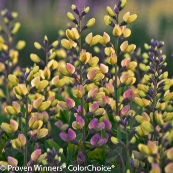Decadence Pink Lemonade false indigo with pink and yellow flowers
