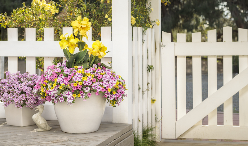 deck-planting-with-pink-bacopa.jpg