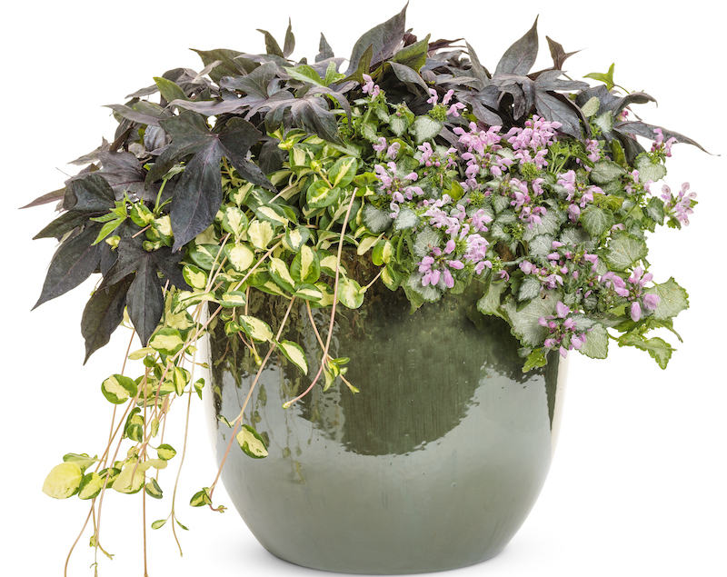 decorative-container-featuring-pink-chablis-lamium-vinca-vine-and-sweet-potato-vine.jpg