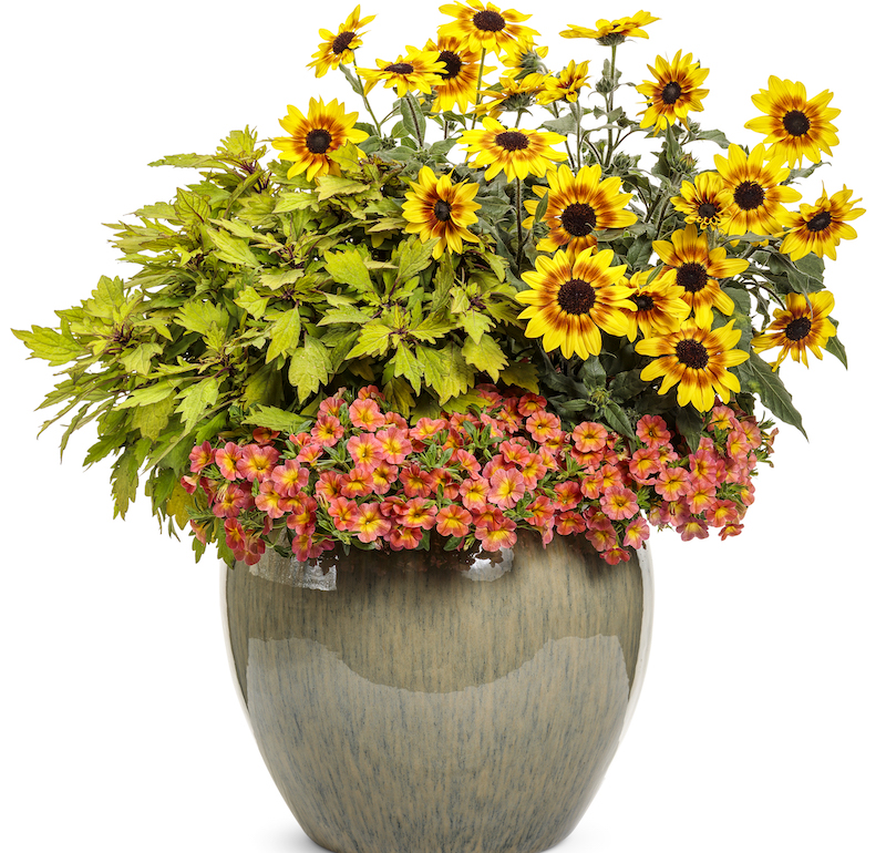 decorative-container-of-suncredible-saturn-sunflowers-planted-coleus-and-calibrachoa.jpg