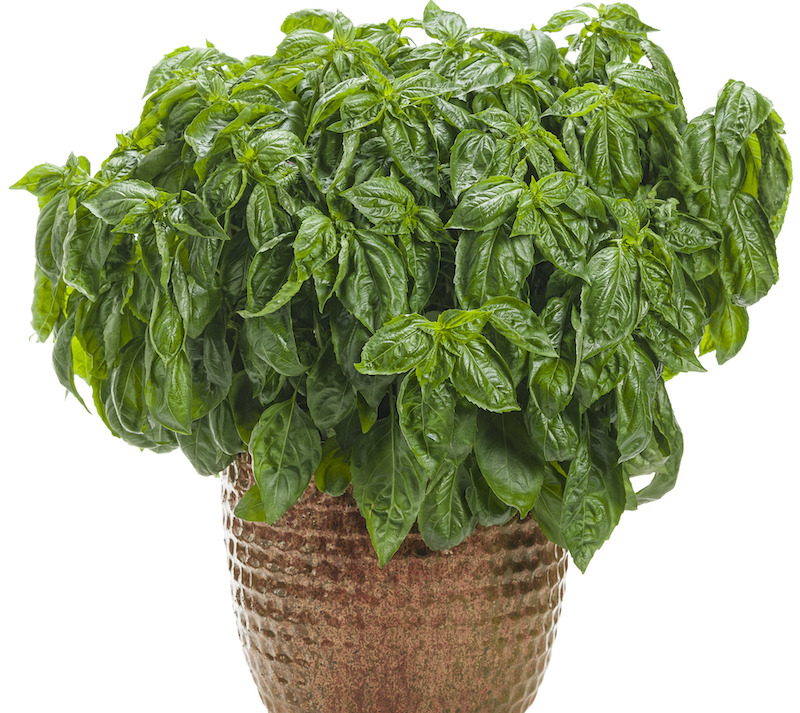 decorative-container-planted-with-amazel-basil.jpg