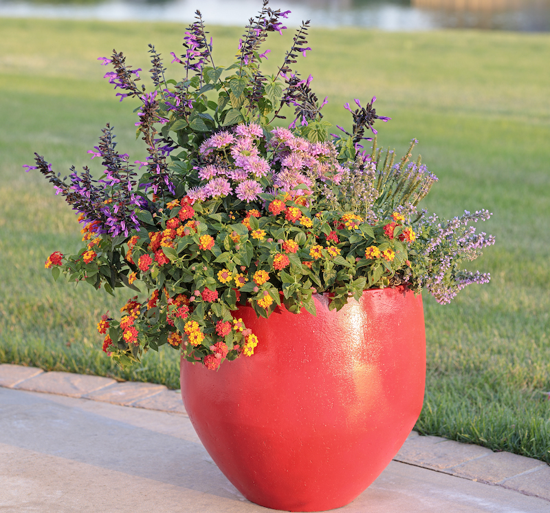 decorative-container-with-speedwell-lantana-salvia-bee-balm-and-catmint.jpg