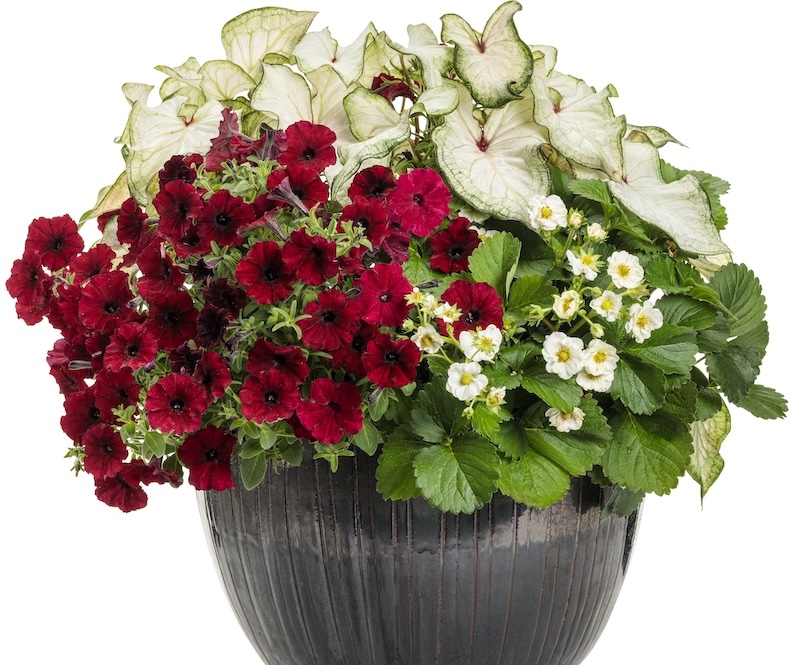 decorative-container-with-strawberry-plant-supertunia-and-heart-to-heart-white-wonder-caladium.jpg