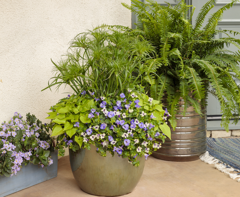 decorative-containers-planted-with-snowstorm-blue-bacopa-dwarf-egyptian-papyrus-wishbone-flower-boston-fern-and-sweet-potato-vine.jpg