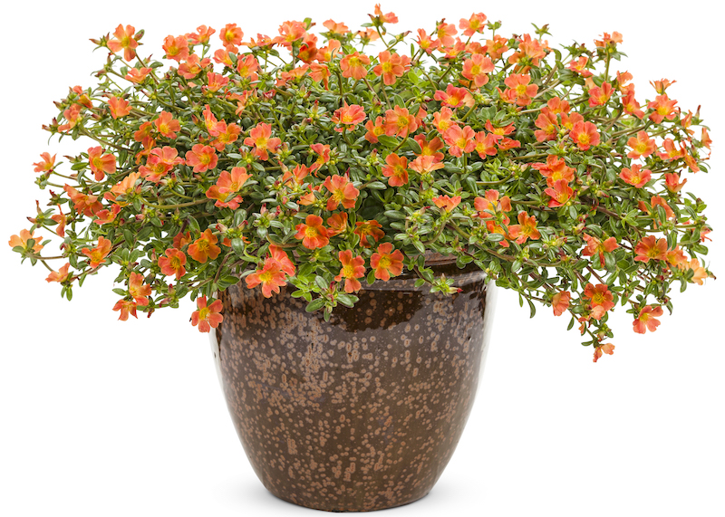 decorative-planter-containing-mojave-tangerine-purslane.jpg