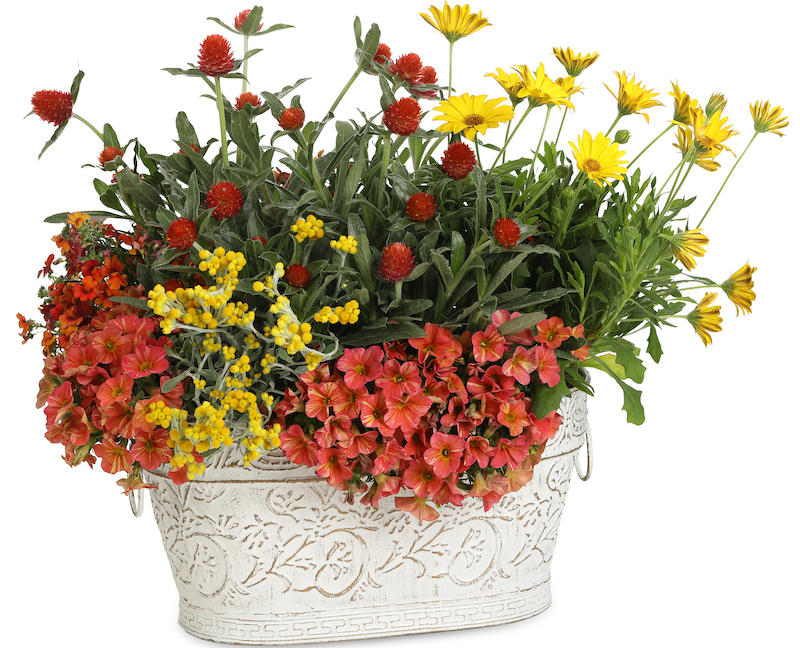 decorative-planter-with-bright-lights-yellow-african-daisy-globe-amaranthus-nemesia-strawflower-and-calibrachoa.jpg
