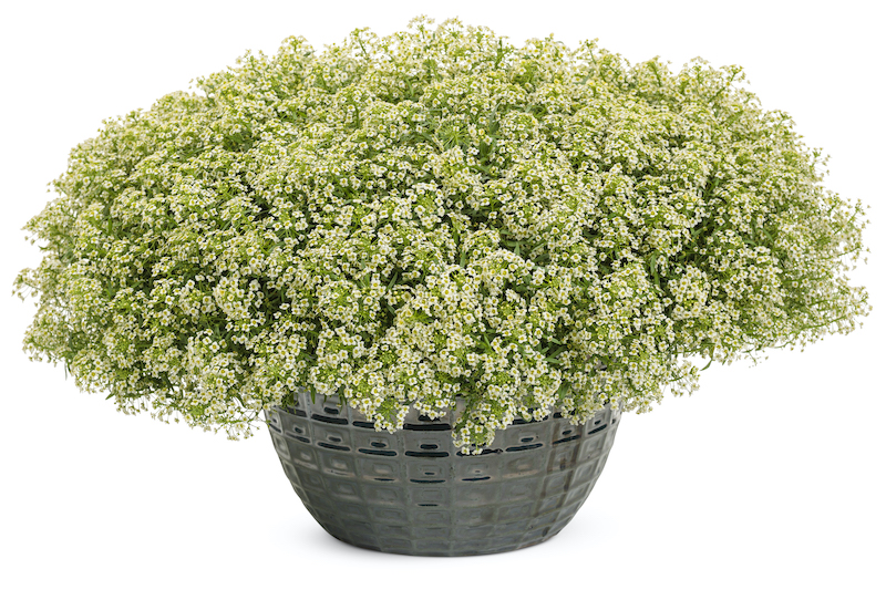 decorative-pot-containing-moonlight-knight-alyssum.jpg