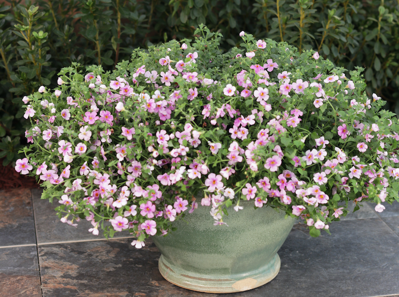 decorative-pot-containing-snowstorm-pink-bacopa.jpg