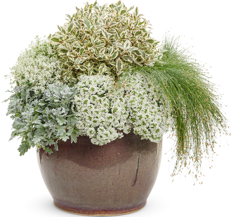 decorative-pot-holding-monet-weigela-silver-bullet-artemisia-diamond-snow-euphorbia-fiber-optic-grass-and-sweet-alyssum.jpg