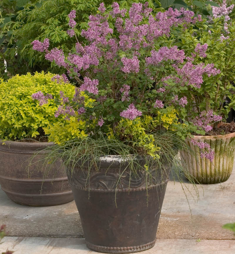 decorative-pot-planted-with-bloomerang-purple-lilac-and-ornamental-grass.jpg