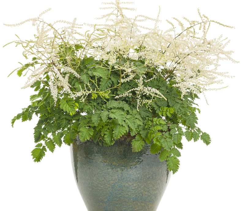 decorative-pot-planted-with-chantilly-lace-goatsbeard.jpg