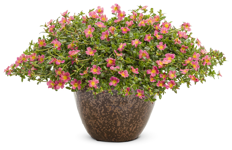 decorative-pot-planted-with-mojave-pink-purslane.jpg