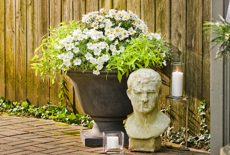 decorative-pot-with-amazing-daisies-daisy-may-supertunia-sweet-potato-vine-and-diamond-frost-euphorbia.jpg