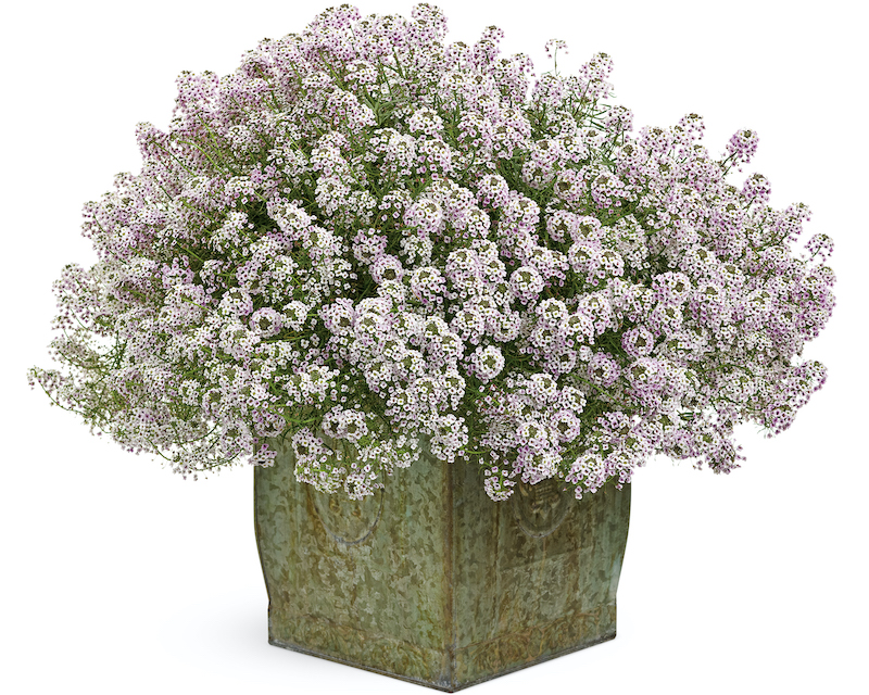 decorative-pot-with-blushing-princess-sweet-alyssum.jpg