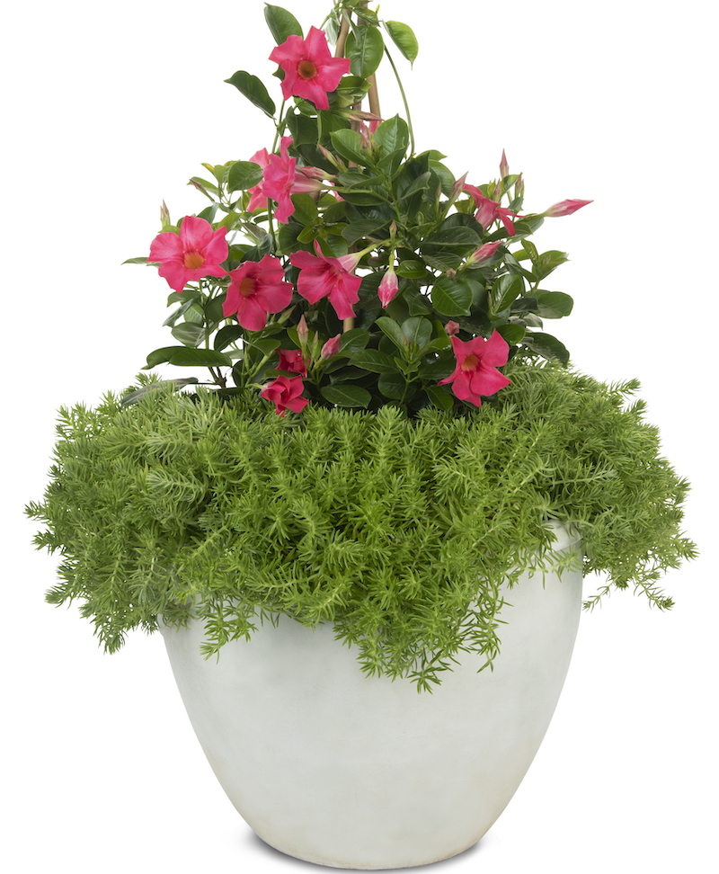 decorative-pot-with-bombshell-coral-pink-mandevilla-and-lemon-coral-sedum.jpg