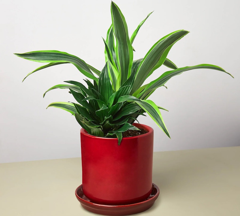 decorative-pot-with-janet-craig-dracaena-copy.jpg