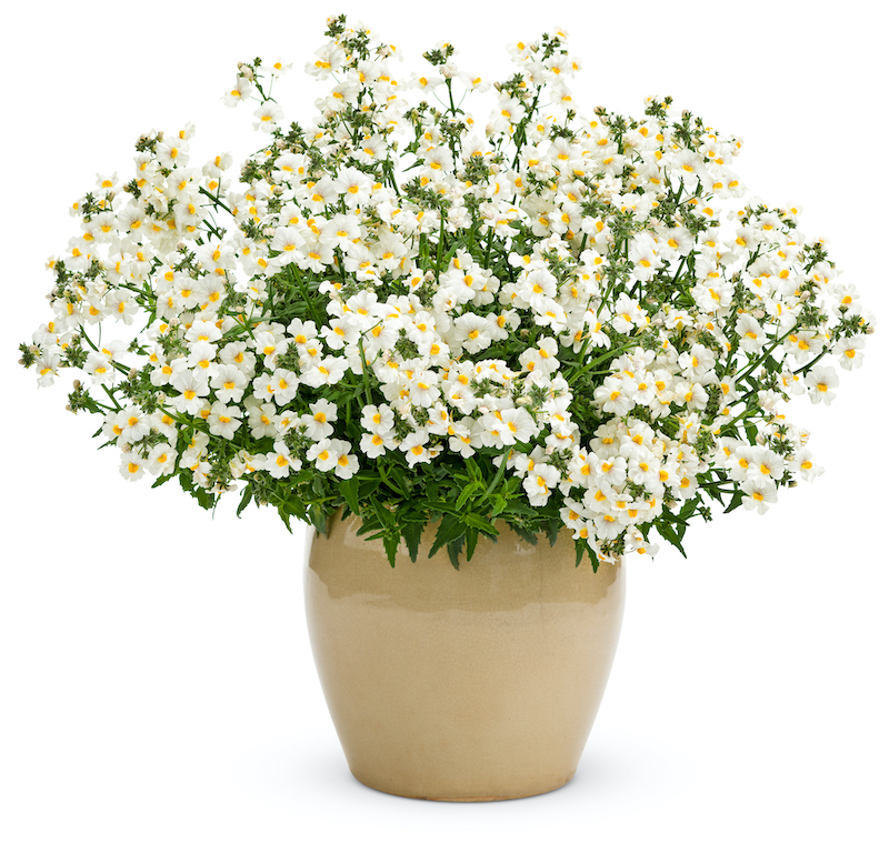 decorative-pot-with-nemesia-sunsatia-coconut.jpg