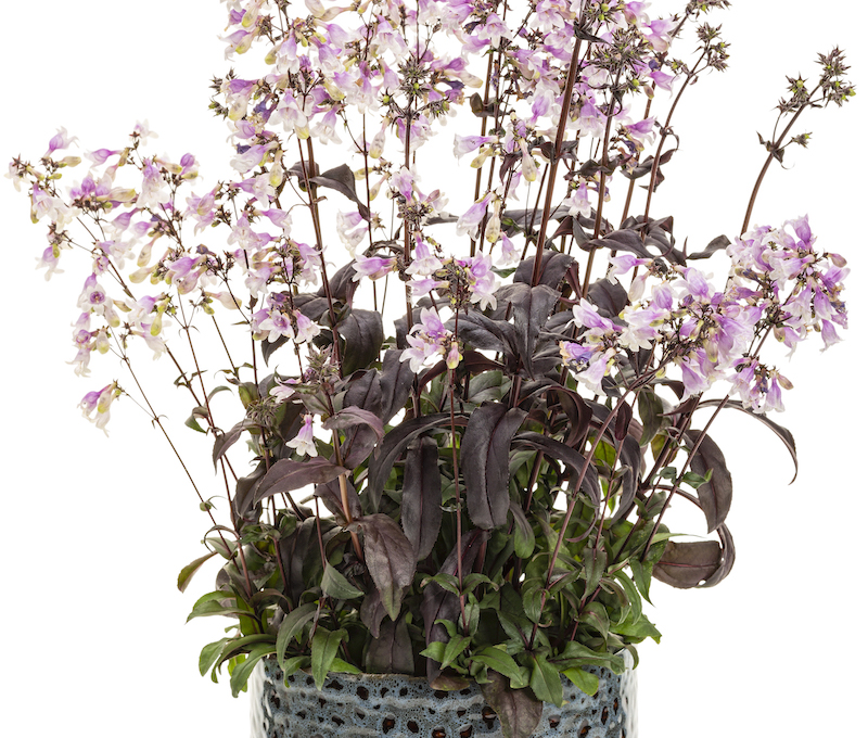 decorative-pot-with-penstemon-midnight-masquerade.jpg