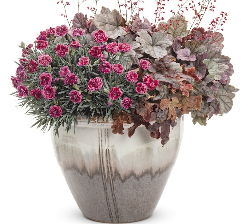 decorative-pot-with-red-rover-foamy-bells-fruit-punch-dianthus-and-silver-gumdrop-coral-bells.jpg