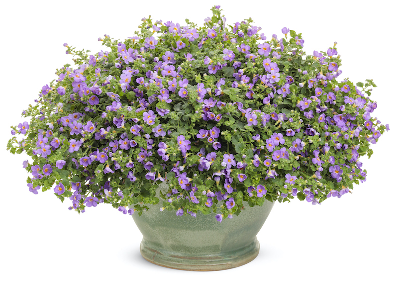 decorative-pot-with-snowstorm-blue-bacopa.jpg