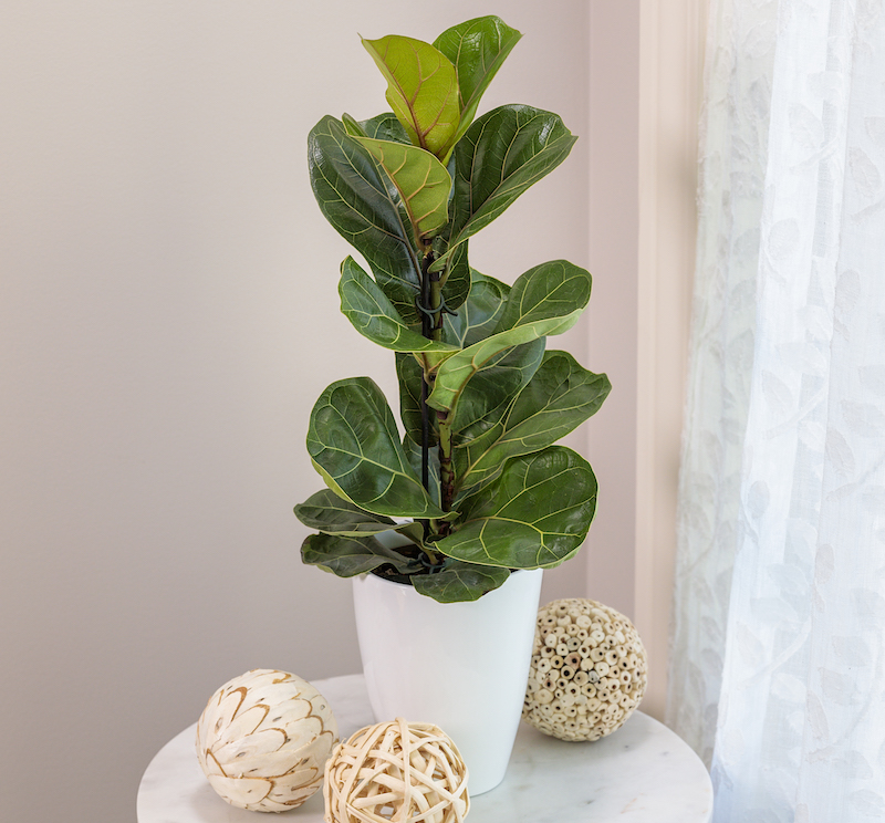 decorative-white-pot-with-ficus-lyrata-bambino-dwarf-fiddle-leaf-fig.jpg