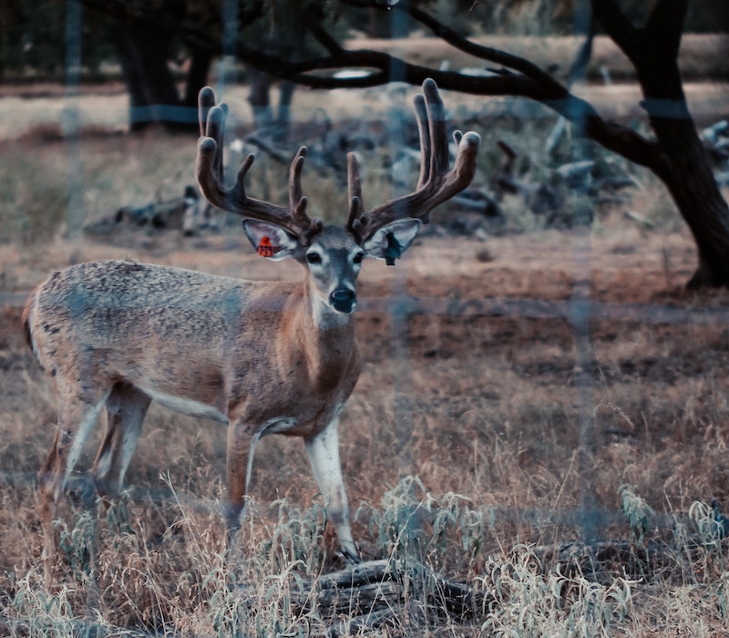 deer-behind-fence.jpg