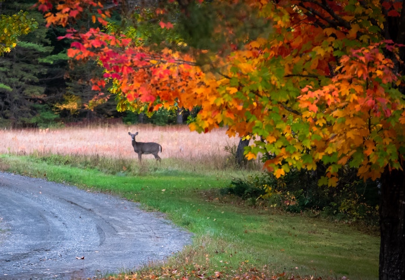 deer-behind-large-maple-tree.jpg