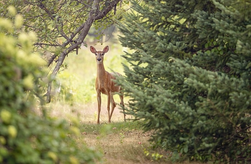 deer-behind-large-spruce-tree.jpg