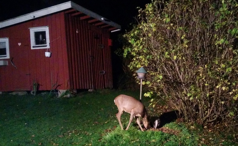 deer-eating-a-shrub.jpg