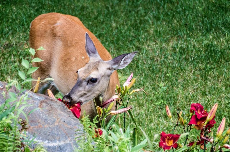 deer-eating-daylilies.jpg