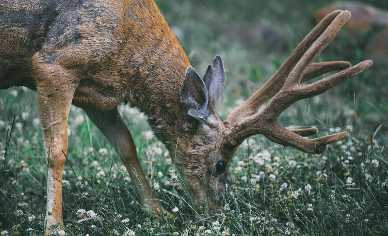 deer-eating-flowers.jpg