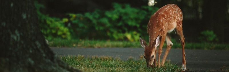 deer-eating-in-the-garden1.jpg