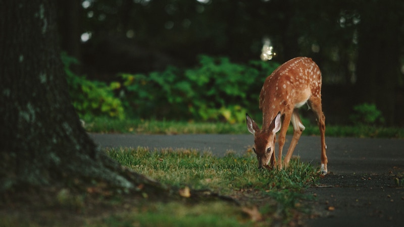 deer-grazing-on-lawn.jpg