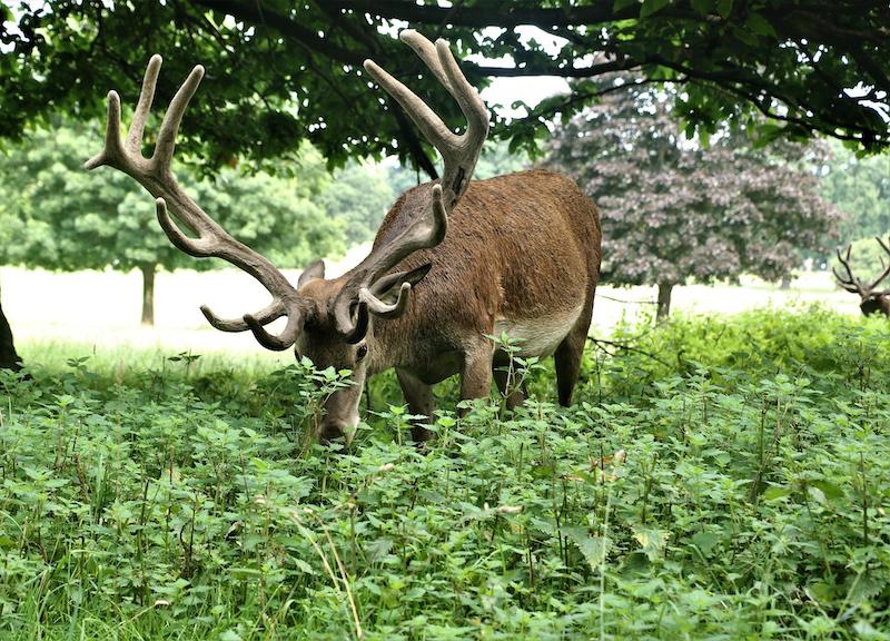 deer-grazing.jpg