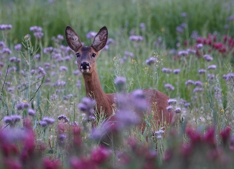 deer-in-a-meadow-of-wild-flowers.jpg