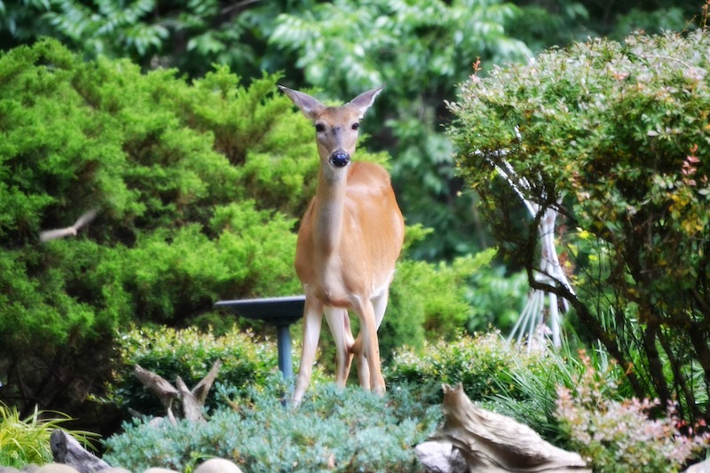 deer-in-asian-themed-garden.jpg